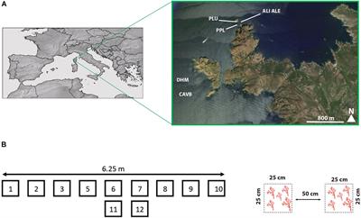 Demo-Genetic Approach for the Conservation and Restoration of a Habitat-Forming Octocoral: The Case of Red Coral, Corallium rubrum, in the Réserve Naturelle de Scandola